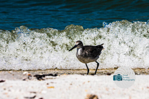 Dave Buttery Photography
