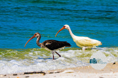 White Ibis with juvenille